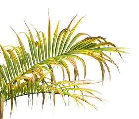 palm Tree Leaves isolated on transparent background. Isolated palm tree on PNG background. Hyophorbe verschaffeltii. cutout palm tree leaves PNG. palm tree with green leaves on white background.
