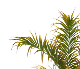 palm Tree Leaves isolated on transparent background. Isolated palm tree on PNG background. Hyophorbe verschaffeltii. cutout palm tree leaves PNG. palm tree with green leaves on white background.