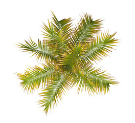 palm Tree isolated transparent background. Hyophorbe verschaffeltii. big palm tree with green leaves top view on white background. palm tree leaves PNG. Isolated palm tree transparent PNG. bottle palm