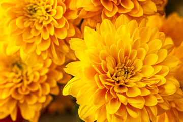 floral background of yellow chrysanthemums in the garden close up shallow depth of field