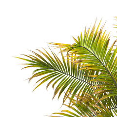 palm Tree Leaves isolated on transparent background. Isolated palm tree on PNG background. Hyophorbe verschaffeltii. cutout palm tree leaves PNG. palm tree with green leaves on white background.