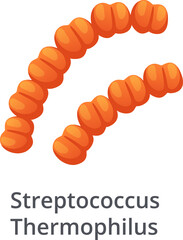 Obraz premium Streptococcus Thermophilus bacteria forming a chain, probiotic bacterium, lactic acid bacterium, isolated on white background, medical and healthcare concept