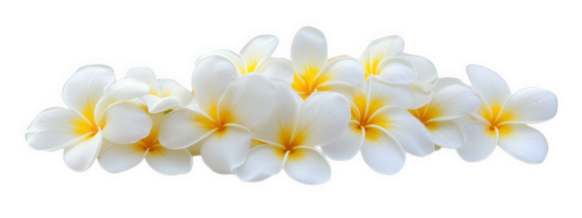 Beautiful group of white flowers with yellow centers isolated on transparency background, perfect for decoration or design purposes