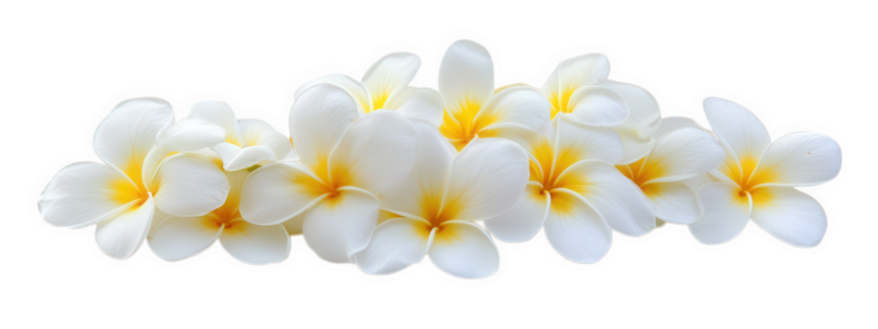Beautiful group of white flowers with yellow centers isolated on transparency background, perfect for decoration or design purposes