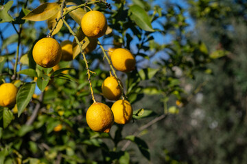 Ripe, delicious yellow lemons on the branch of a lemon tree.