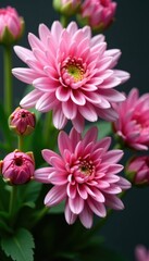 Fototapeta premium Delicate pink chrysanthemum petals unfolding in a lush bouquet, blossoming, garden, arrangement