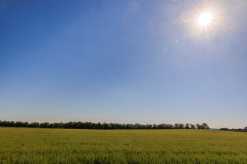 sun shines over a Field with unripe green grain stalks and blurred background