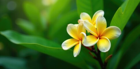 Delicate yellow frangipani blooms amidst lush green foliage, nature, blossoms, tropical