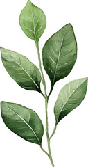 Naklejka premium Watercolor green leafy branch illustration