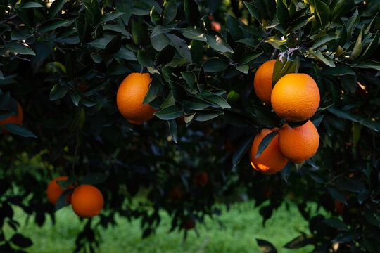 Ripe, delicious orange fruit on a branch in an orange grove.