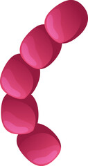 Streptococcus bacteria are forming characteristic curved chains, a typical arrangement for these gram positive microorganisms known for causing a variety of infections and diseases