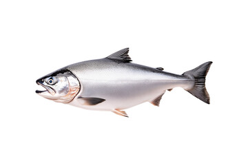 Obraz premium Raw salmon fish with detailed fins and scales, isolated on white transparent background, concept of marine life.