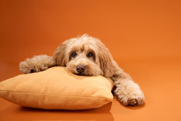 A Labradoodle with curly fur rests its head on a pillow, appearing calm and relaxed against an orange background.