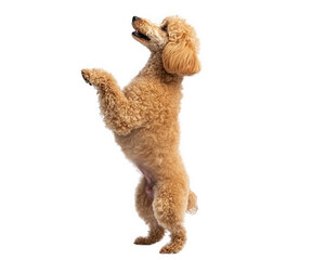 Fluffy poodle standing on hind legs, barking joyfully with excitement. This playful dog showcases its lively personality and fluffy coat