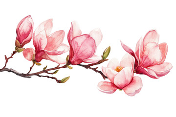 Fototapeta premium Spring flowers in watercolor illustration, Magnolia floral on transparent background