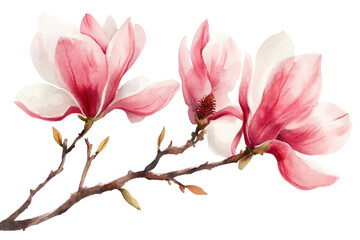 Obraz premium Magnolia floral on transparent background