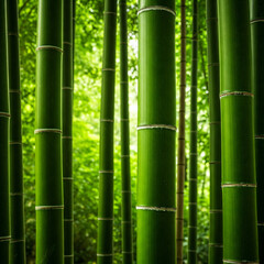 Fototapeta premium bamboo forest background