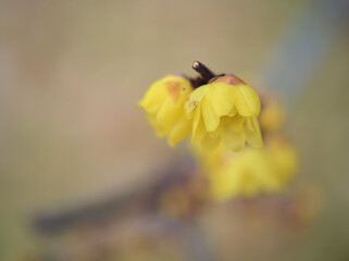 1月に咲いた可憐なソシンロウバイの黄色い花とつぼみ