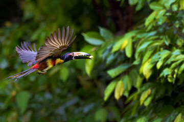 Collared aracari (Pteroglossus torquatus) flying with a piece of banana in its beak with a green forest in the background.