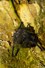 Proboscis bat (Rhynchonycteris naso), a bat hanging under an overhanging tree trunk.