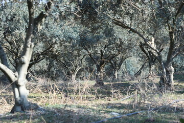 rows of olive trees in an olive orchard