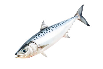 Fototapeta premium Fresh mackerel fish with detailed scales and fins isolated on white transparent background. Concept of seafood and marine life