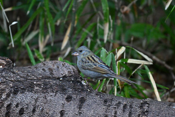 クロジ gray bunting