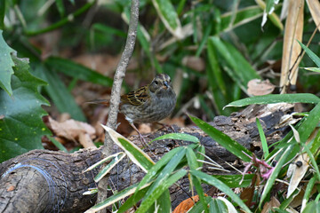 クロジ gray bunting