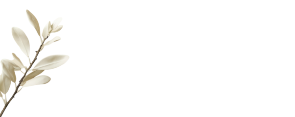 Delicate white leaf branch floral arrangement transparent background minimalist design natural aesthetic high-quality image