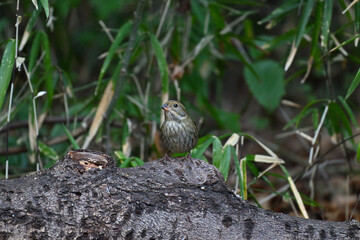 クロジ gray bunting