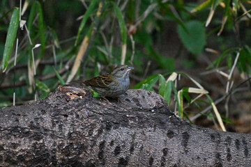 クロジ gray bunting