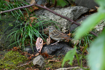 クロジ gray bunting