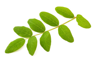 Liquorice  milkvetch branch