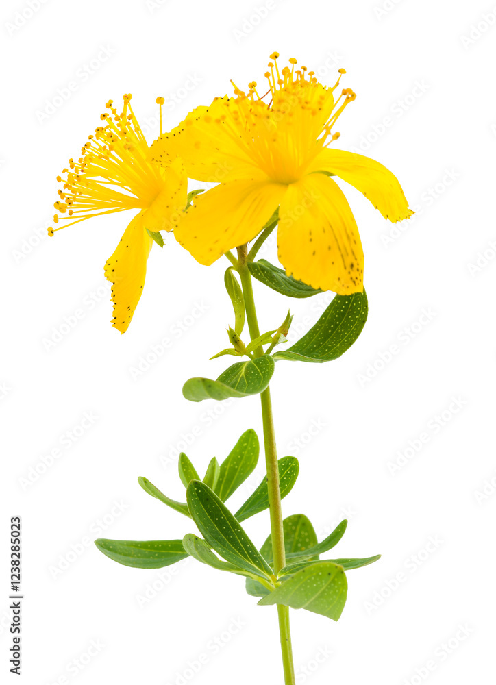 Canvas Prints St. John's wort flower