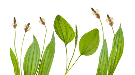 Plantain plants with ear and flowers