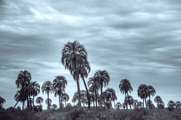 palm trees in the park