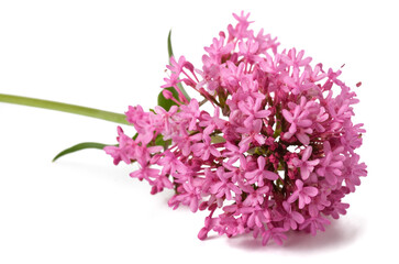 Red valerian flowers