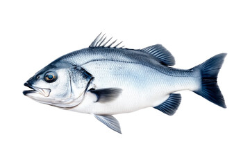 Obraz premium Silver sea bass fish isolated on white transparent background, showcasing its shiny scales and natural texture.