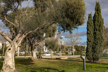 Naklejka premium Trees in the park outdoor