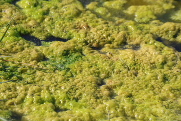 green algea in water paddle