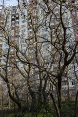 leafless tree near a building