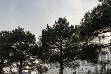 Trees in the park outdoor