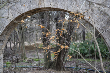 old bridge in the forest
