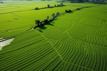 Fototapeta premium Aerial View of Lush Green Rice Fields with Winding Paths and Trees under Bright Blue Sky in Rural Landscape