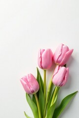 Fototapeta premium Pastel pink tulips against white background with a subtle copy space, copy space, flat lay