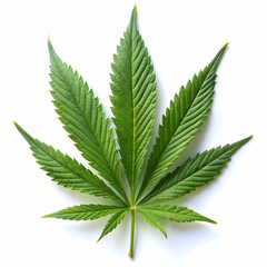 cannabis leaf on white background