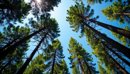 Obraz premium Pine trees stretch towards the sky with trunks and branches intertwined, trunks, branches