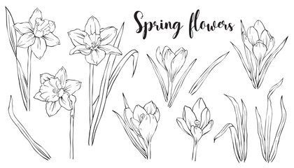 Collection of sketches of blooming spring floral plants. Hand drawn Easter Daffodils and Crocuses flowers and leaves in line art style. Vector botanical illustration on white background.