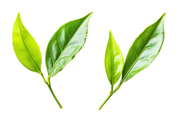 Obraz premium Green tea leaves on a white background. isolated background.