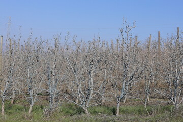 A well-kept dwarf apple orchard treated with Bordeaux mixture